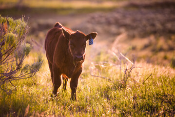 black Angus calf at sunset in the pasture © Tedi S Photography