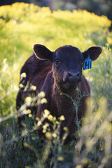Black Angus Calf in Pasture with flowers