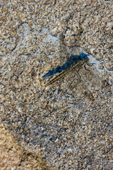 Dragonfly placed on a similar concrete floor with its patterns