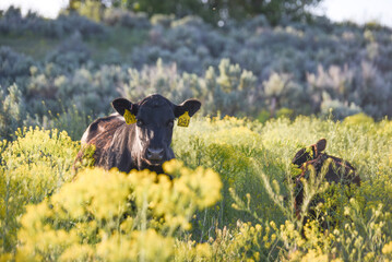 Black Angus Cow in Free Range Pasture