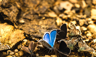 Fototapete bei efototapeten.de bestellen   