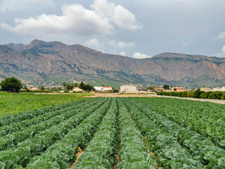 Fototapeta na wymiar Vega Baja del Segura - Paisaje agricola en las afueras de Orihuela