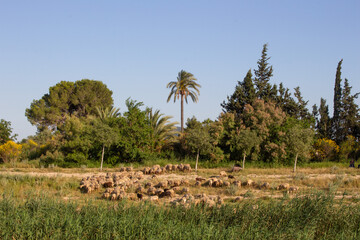 Vega Baja del Segura - Ganado de ovejas pastando en la orilla del Rio Segura