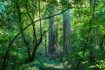 Green forest background with sunbeams between the trees