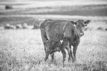 Black Angus Cow in Free Range Pasture