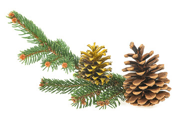 Christmas decoration - pine cones and green fir tree branch isolated on a white background.