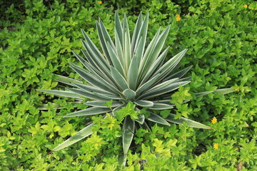 agave cactus, tropical plant with leaves and sharp thorn