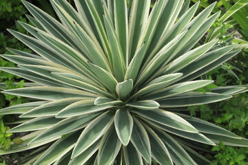 agave cactus, tropical plant with leaves and sharp thorn