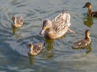 A family of ducks, a duck and its little ducklings are swimming in the water. The duck takes care of its newborn ducklings. Mallard, lat. Anas platyrhynchos
