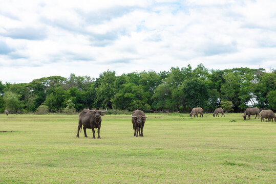 buffalo eating grass