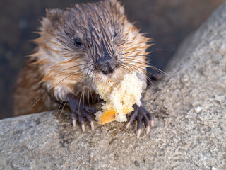 Wild animal Muskrat, Ondatra zibethicuseats, eats on the river bank