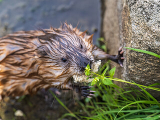 Wild animal Muskrat, Ondatra zibethicuseats, eats on the river bank