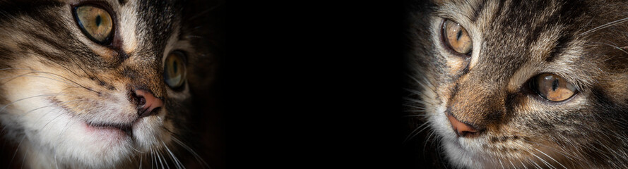 portrait of a cutte tabby kitten