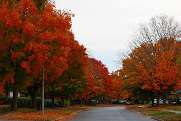 Beautiful autumn landscape with the road surrounded by bright red trees. - Powered by Adobe