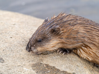 Portrait of a muskrat, ondatra zibethicus, rodent found in wetlands