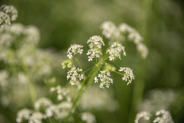 the umbel of a carway with white blossoms - obrazy, fototapety, plakaty