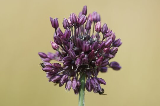 Inflorescence of the sand leek or rocambole.