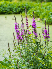 Obraz premium Flowers of Fireweed, Chamaenerion angostifolium on a sunny summer day