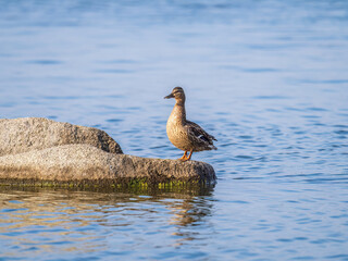A duck stands on its paws on the shore of a pond.