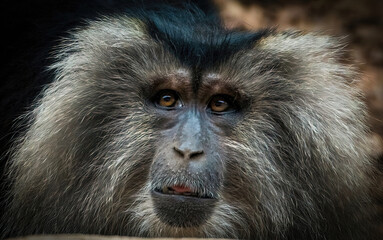 Close up portrait of Lion-tailed macaque. Its also known as wanderoo, bartaffe, beard ape and macaca silenus endangered monkey species