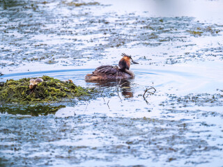 The waterfowl bird Great Crested Grebe swimming in the lake near its nest with eggs