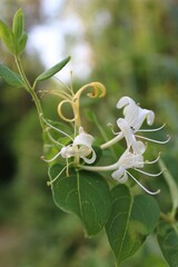 Vertical detail of an Italian woodbine (Lonicera caprifolium) with green leaves and yellow pistil - obrazy, fototapety, plakaty