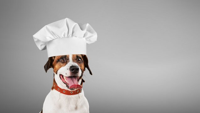 Funny puppy dog in chef cooking hat. Chef dog cooking dinner. Homemade food restaurant menu concept. Cooking process