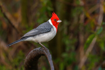 A songbird perched on a tree branch