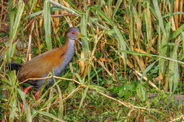 A bird wandering among the tall grass looking for food
