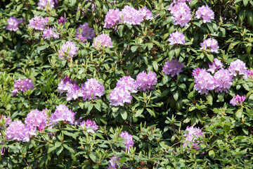 Obraz premium View of Rhododendron flowers at Burcina park