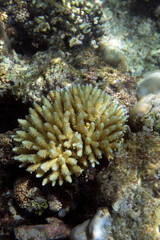 Fototapeta na wymiar View of bleaching acropora coral