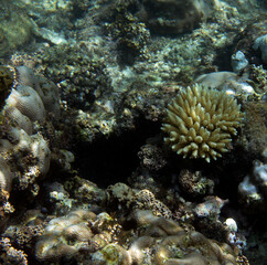 View of bleaching acropora coral