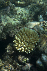 Naklejka na ściany i meble View of bleaching acropora coral