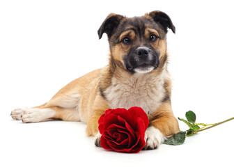 Puppy with a rose.