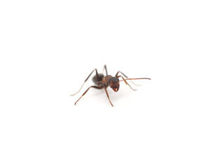 One little ant.