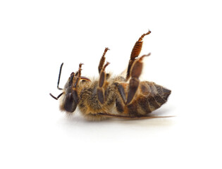 One little dead bee.