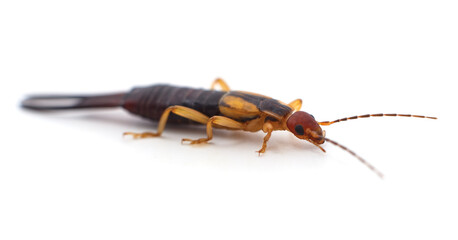 One small earwig.