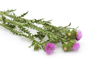 Beautiful flowering thistles.