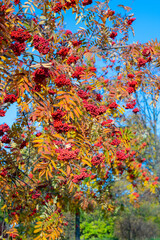 Obraz na płótnie Canvas Red rowan berries on an autumn tree. Rowan branches with red leaves and berries.