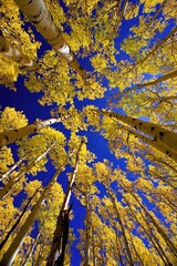 Low angle shot of yellow quaking aspen trees against the bright blue sky