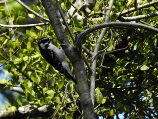 Downy woodpecker perched on a small tree in the Great Dismal Swamp National Wildlife Refuge, Suffolk, Virginia.