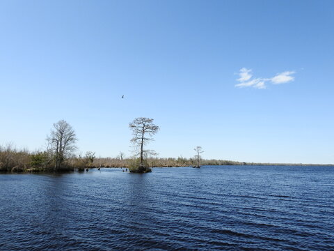 The Scenic Beauty Of Lake Drummond, Located In The Great Dismal Swamp National Wildlife Refuge, Suffolk, Virginia.