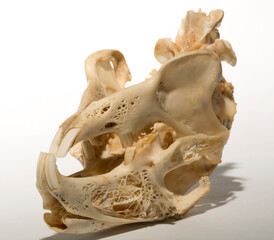 Skull of a hare on a white background. Rodent - (Lepus timidus). The bones of the head of the animal.