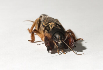 Gryllotalpa, commonly known as the European mole cricket. An insect parasitizing agricultural plantations. On a white background.