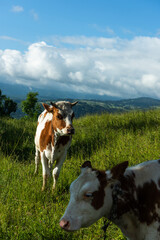 Fototapeta na wymiar Happy cows on meadow in mountains