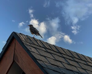 Low-angle shot of a house sparrow bird perched on the ridge of a roof