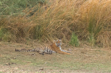 A royal bengal tiger lazing in the shade at Ranthambore National Park in Rajasthan, India