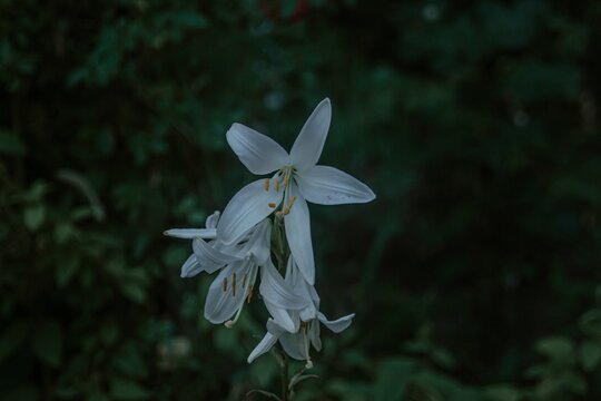 Flowers of paradisea liliastrum on a green background
