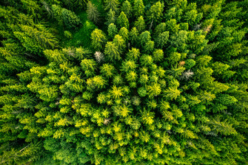 Aerial drone view on forest, top down. Outdoor wilderness and nature