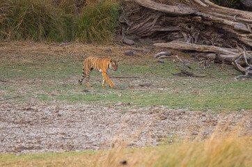 A royal bengal tiger walking towards dried grass in Ranthambore National Park in Rajasthan, India